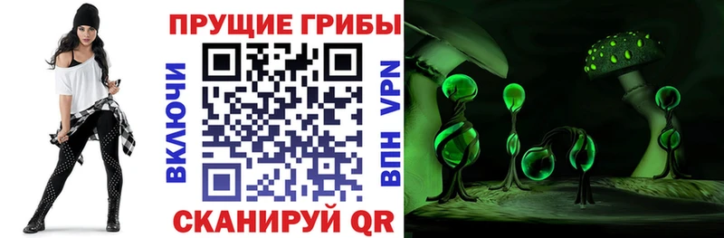 дарнет шоп  Великий Новгород  Псилоцибиновые грибы Psilocybine cubensis 